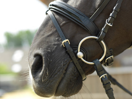 Misurazione Imboccature:Elemento fondamentale per il benessere del cavallo