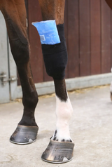 Tendon Grip Sock Kentucky