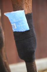 Tendon Grip Sock Kentucky