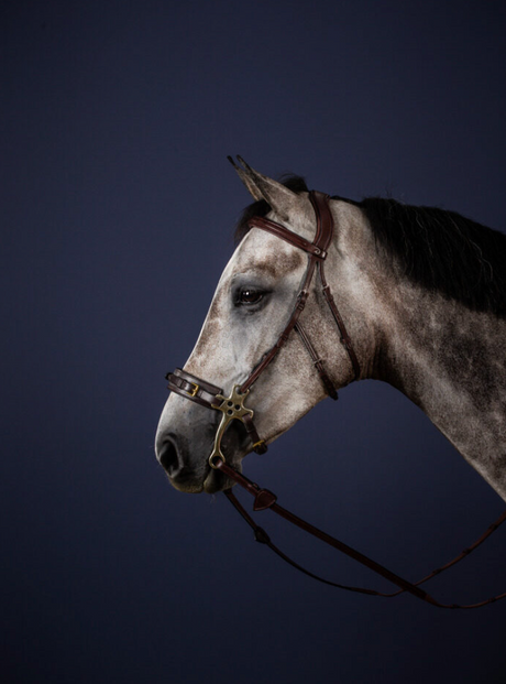 Testiera per Hackamore Dy'On marrone