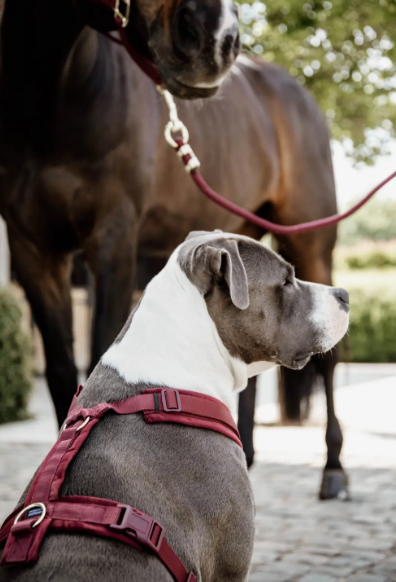 Pettorina per cani Active Velvet Kentucky